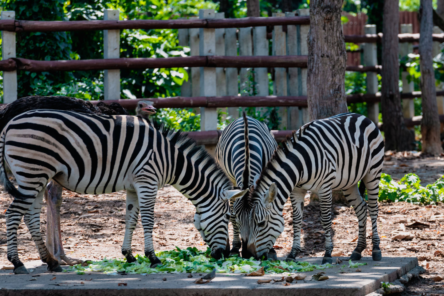 Khao Kheow Open Zoo
