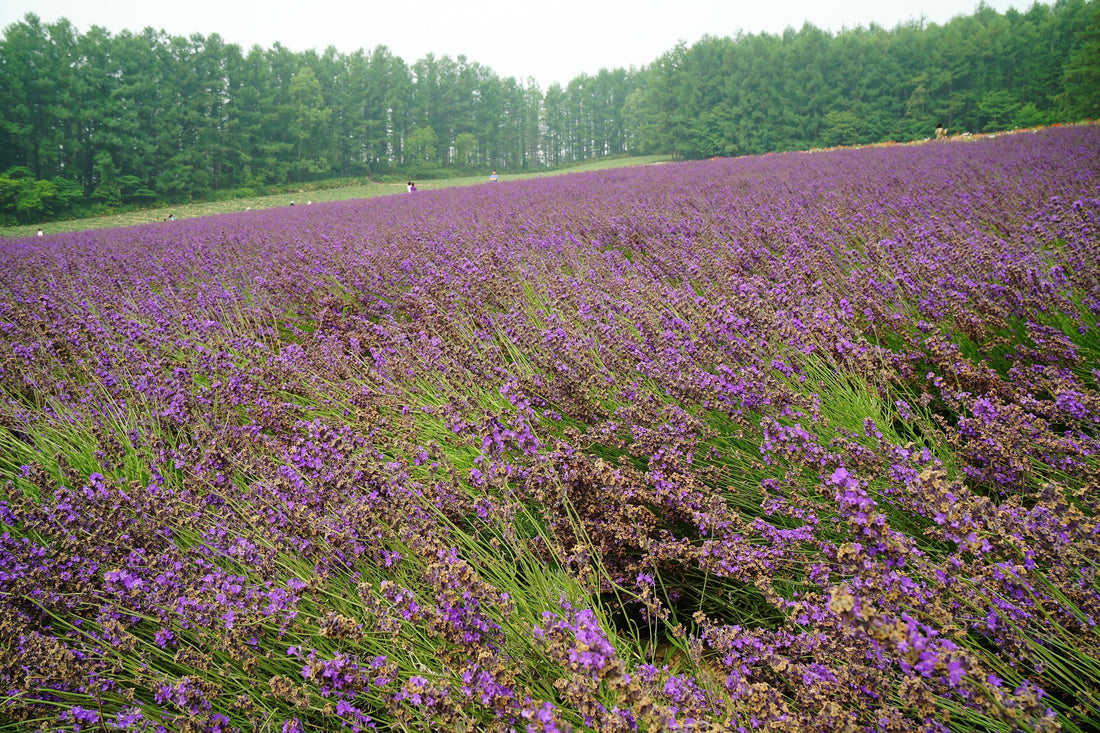 Hokkaido Private Tour: How Many Days, and Which Season