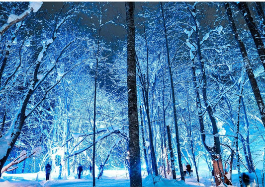 Central Hokkaido in 7 Days: Biei, Furano, Otaru
