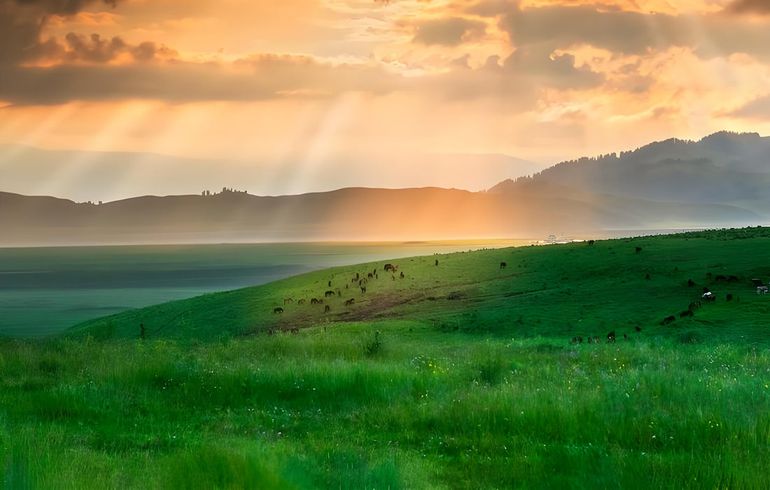Nalati Grassland: A Guide to Xinjiang's Sky Grassland