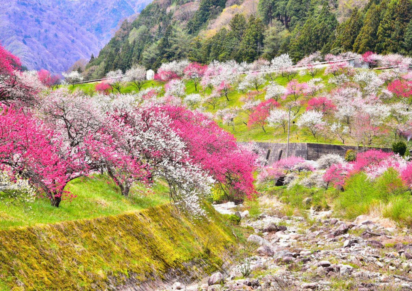 6 DAYS TATEYAMA PRIVATE TOUR