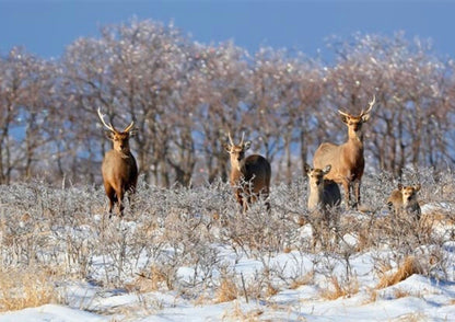 8 DAYS EAST HOKKADIO PRIVATE TOUR