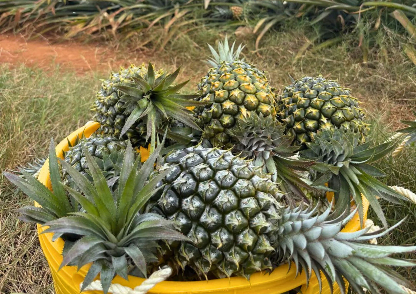 5 DAYS ZHANJIANG PRIVATE TOUR