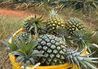 5 DAYS ZHANJIANG PRIVATE TOUR