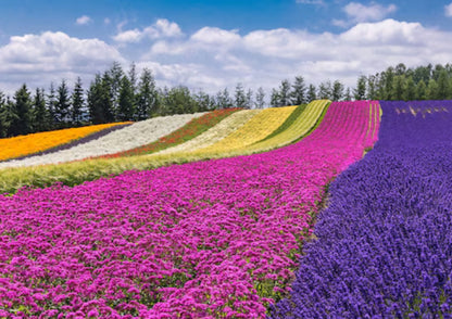 7 天北海道道央私人包團