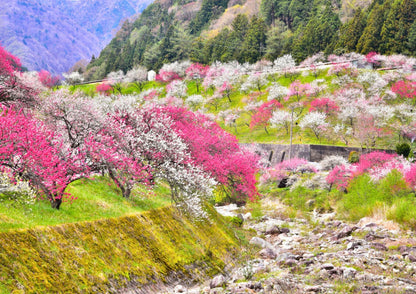 7天立山黑部私人包團