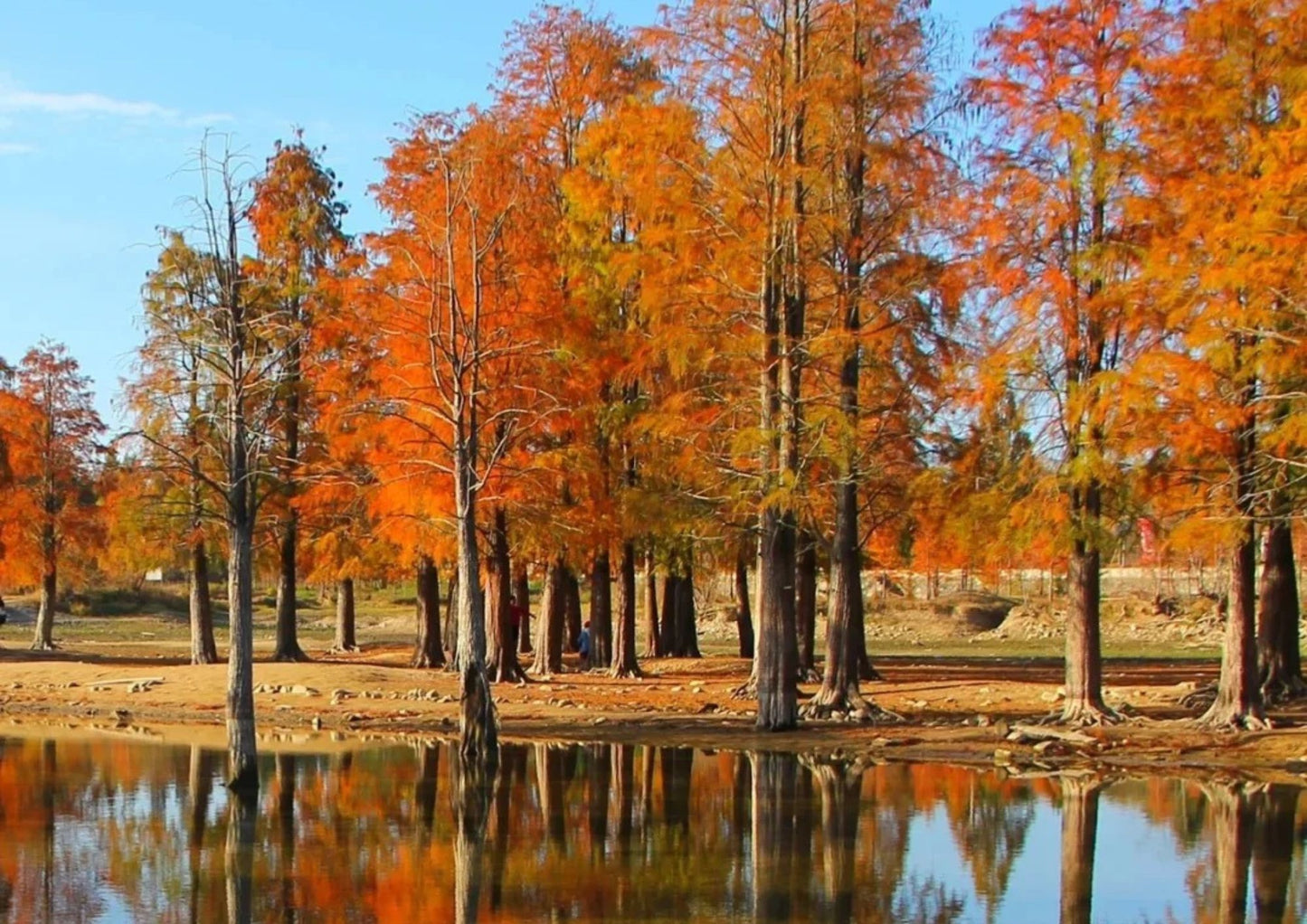 7日間の黄山プライベートツアー