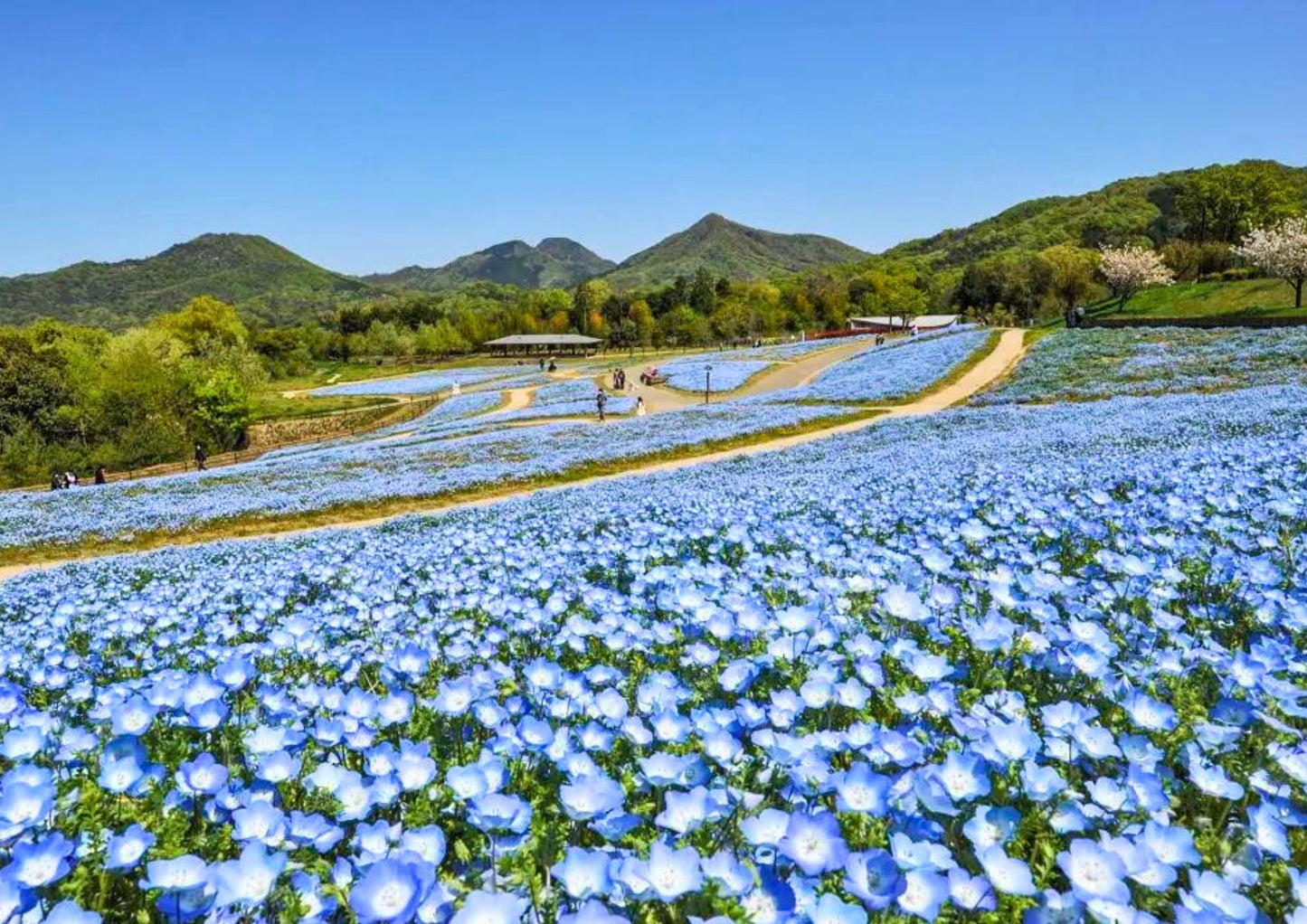 6日間の四国プライベートチャーター