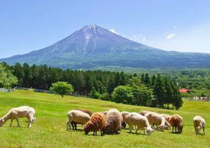 7 天北海道道北私人包團