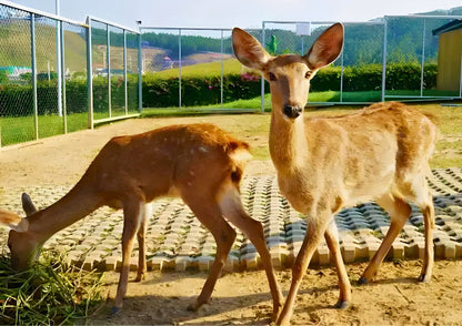 4 DAYS HUIZHOU PRIVATE TOUR