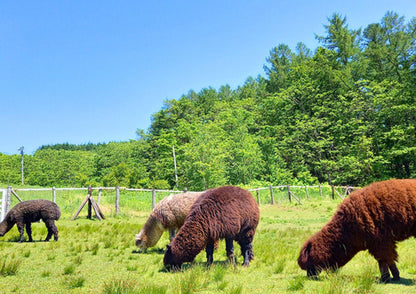 7 DAYS NORTH HOKKADIO PRIVATE TOUR