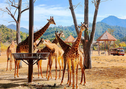 4 DAYS QINGYUAN PRIVATE TOUR