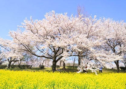 10天甲信越私人包團