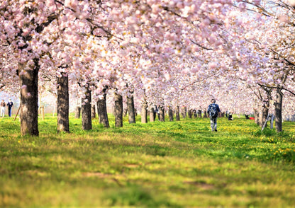 10天甲信越私人包團