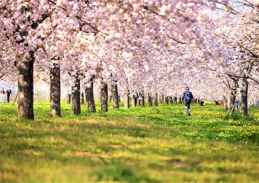 8 DAYS KOSHINETSU PRIVATE TOUR