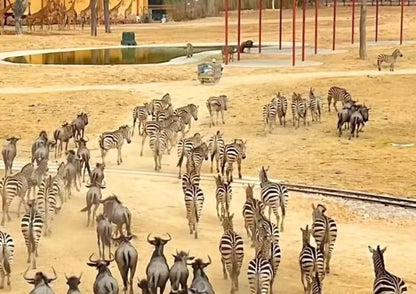 4 DAYS QINGYUAN PRIVATE TOUR