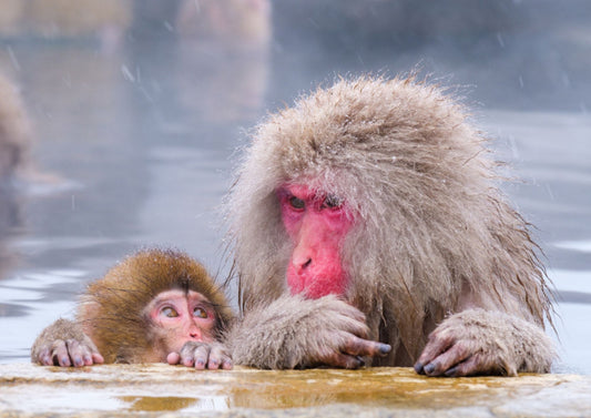 14 DAYS KOSHINETSU PRIVATE TOUR