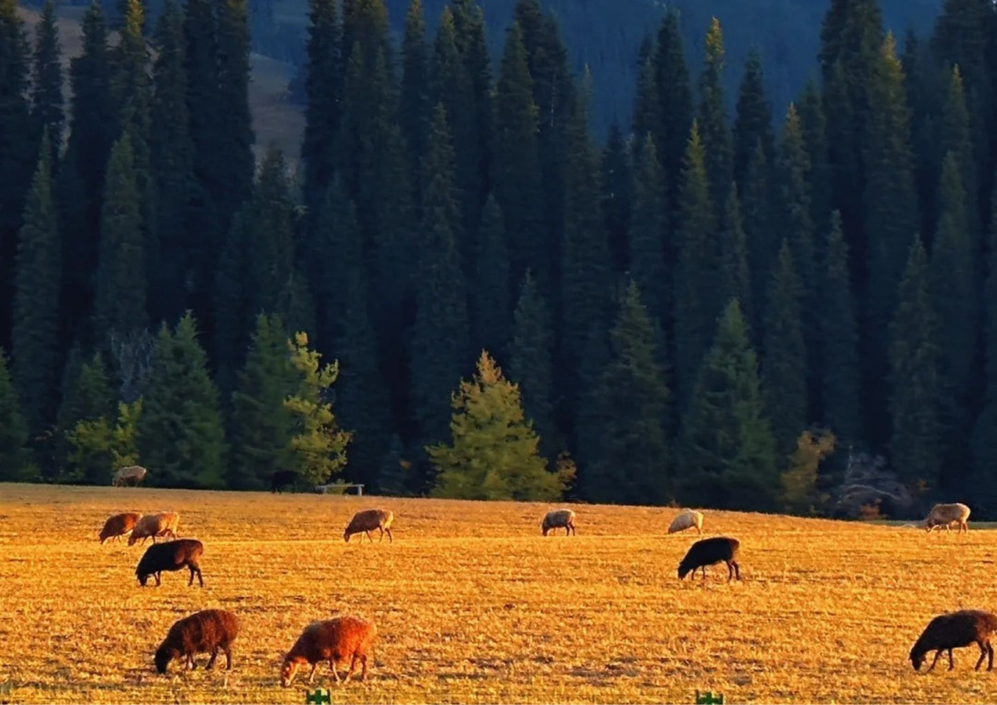 10 DAYS NORTH & WEST XINJIANG PRIVATE TOUR