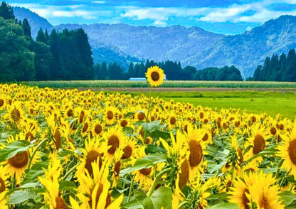 10天甲信越私人包團