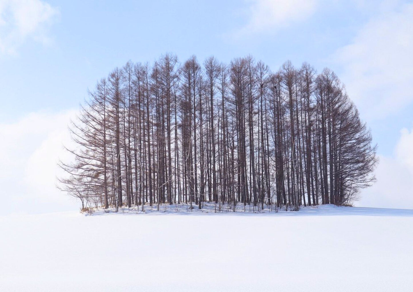 7 天北海道道央私人包團