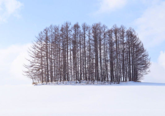 6 天北海道道央私人包團