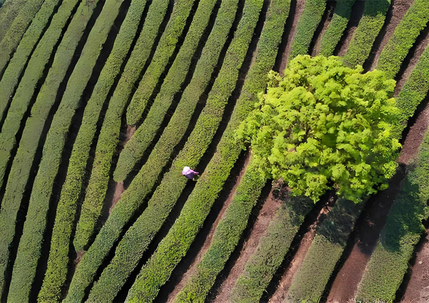 14 DAYS XISHUANGBANNA PRIVATE TOUR