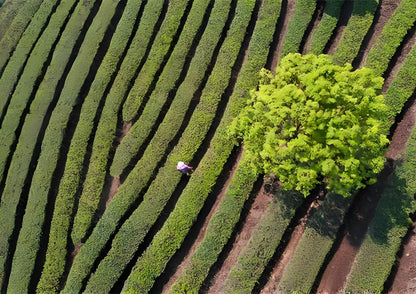 14 DAYS XISHUANGBANNA PRIVATE TOUR