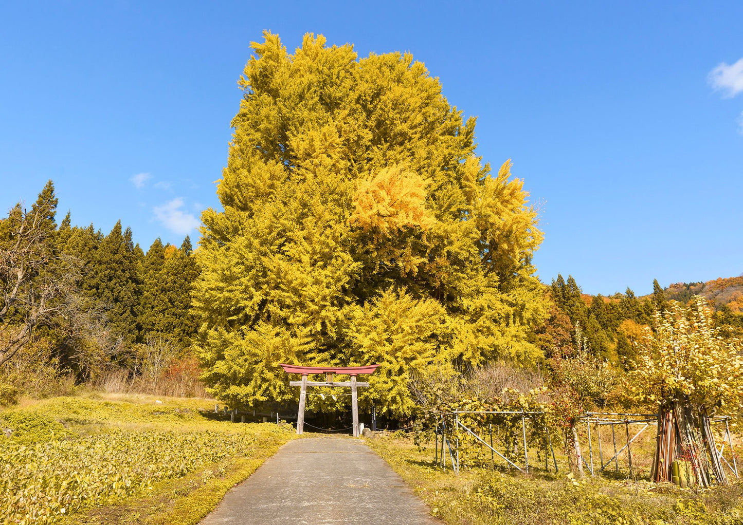 10天甲信越私人包團