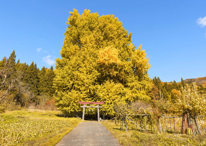 10天甲信越私人包團