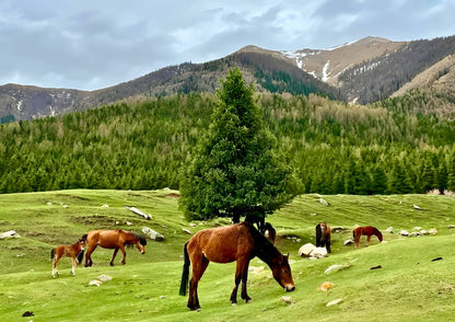 12 DAYS NORTH & EAST XINJIANG PRIVATE TOUR