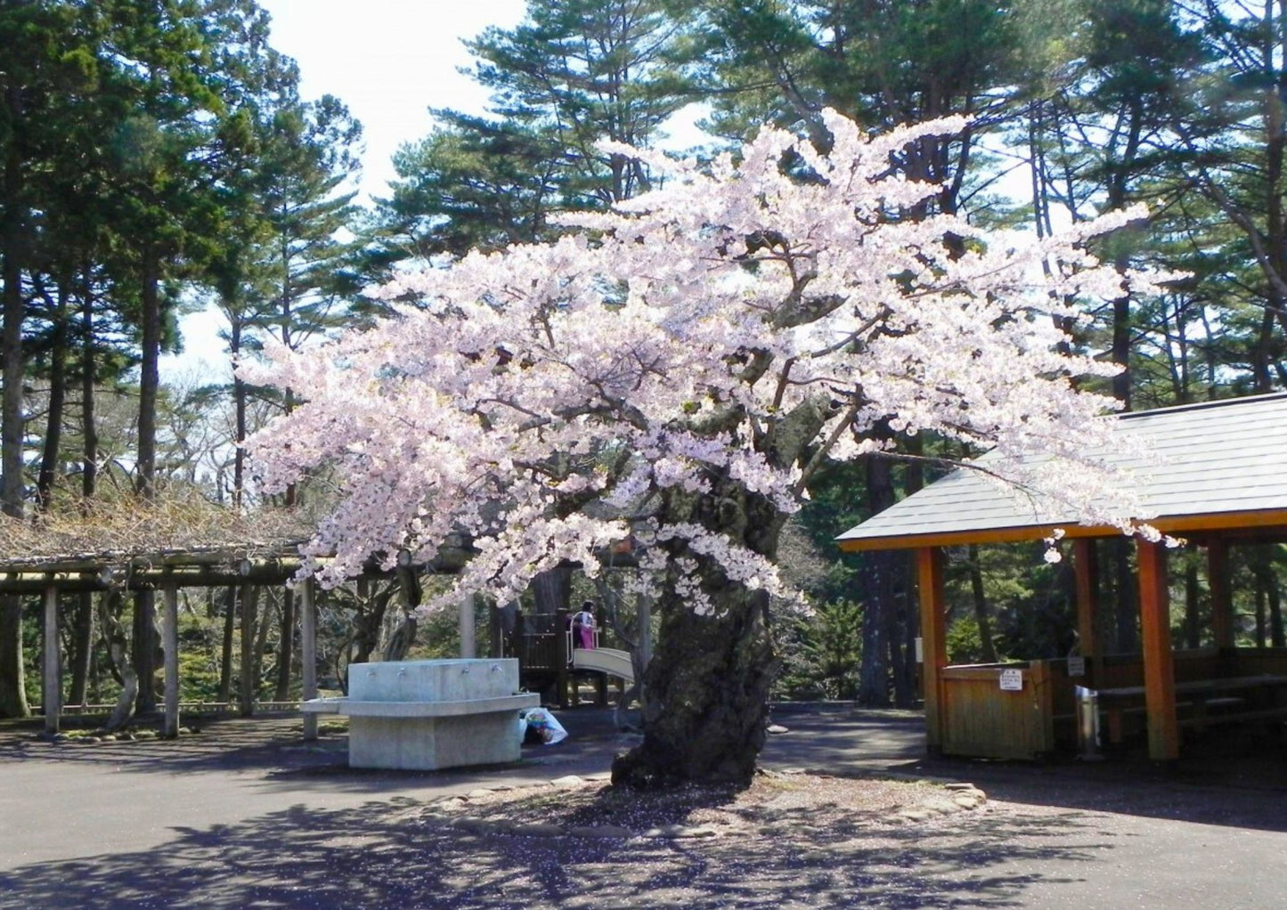 7 DAYS SOUTH HOKKADIO PRIVATE TOUR