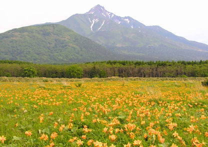 7 天北海道道北私人包團