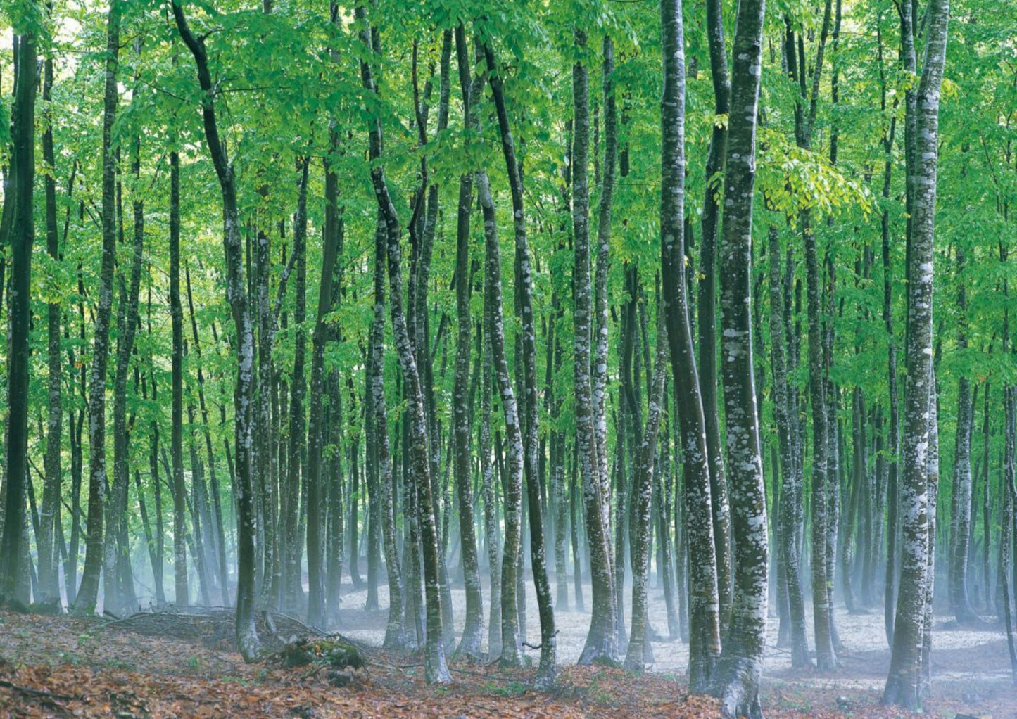 10天甲信越私人包團