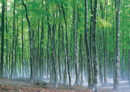 10天甲信越私人包團