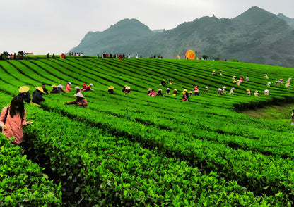 4 DAYS QINGYUAN PRIVATE TOUR