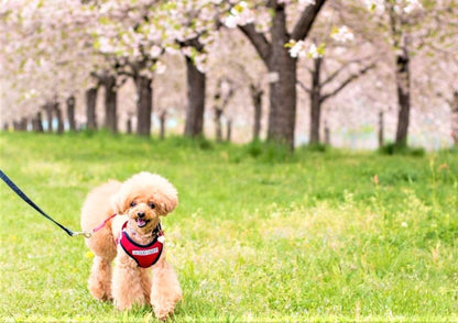 10天甲信越私人包團