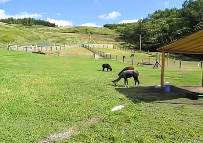 7 天北海道道北私人包團