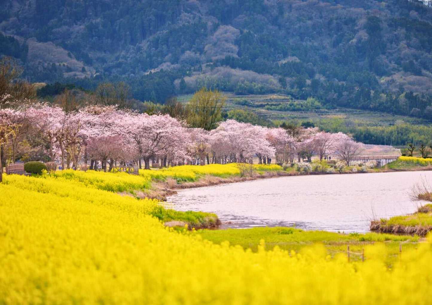 10天甲信越私人包團