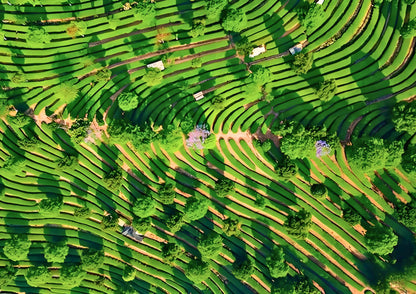 14 DAYS XISHUANGBANNA PRIVATE TOUR