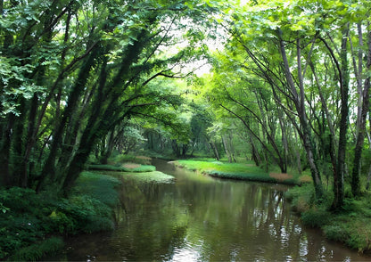 7日間の黄山プライベートツアー