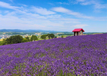 8 DAYS CENTRAL HOKKADIO PRIVATE TOUR