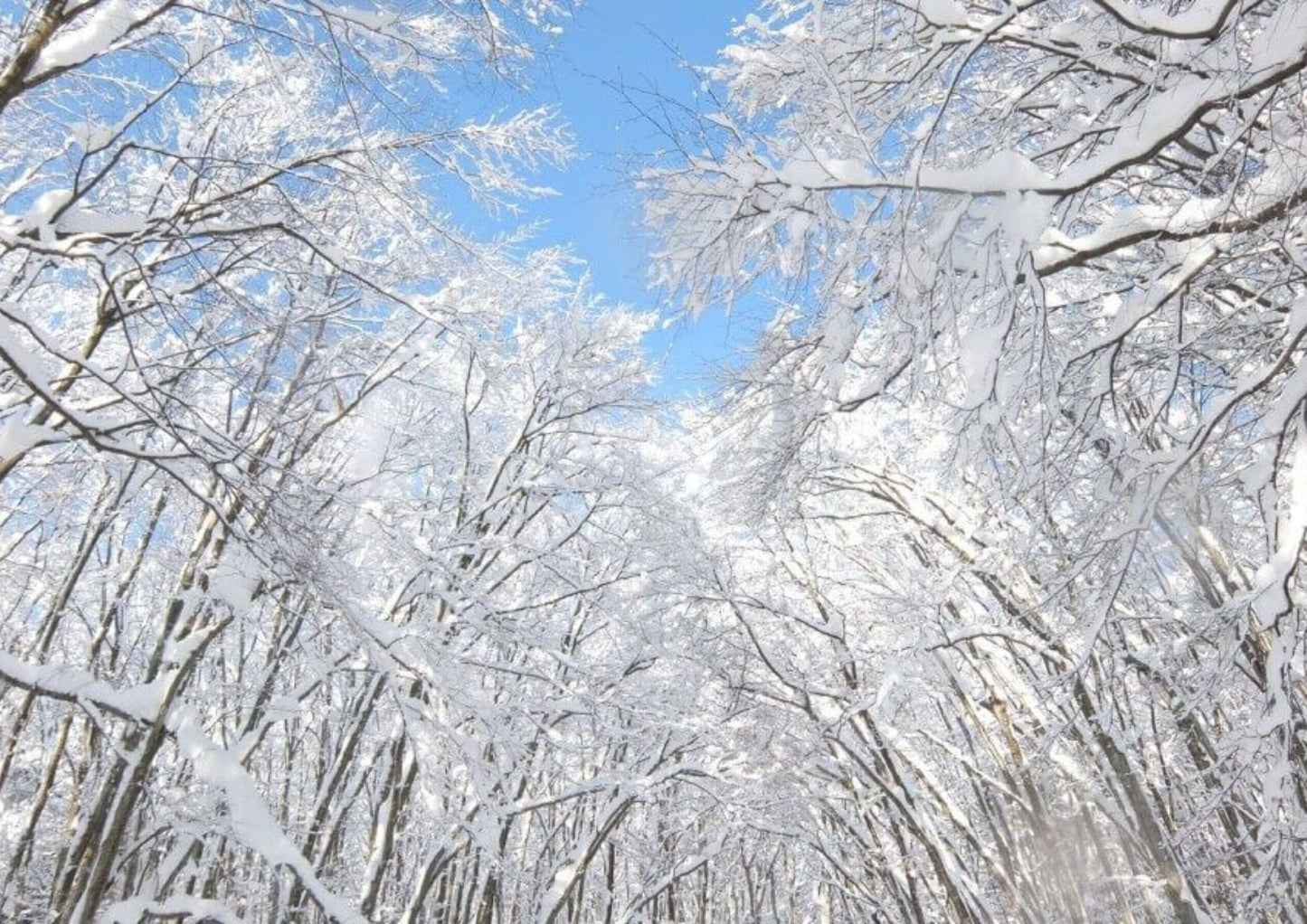 10天甲信越私人包團