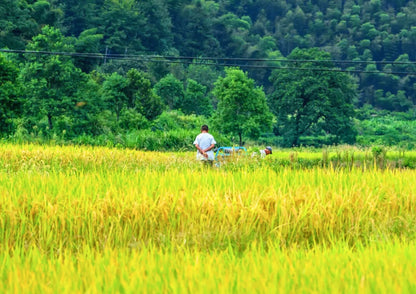 7日間の黄山プライベートツアー