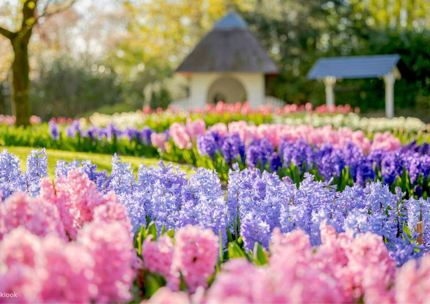 11 天荷蘭、比利時、盧森堡私人包團