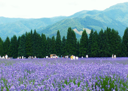 7 DAYS TOHOKU PRIVATE TOUR