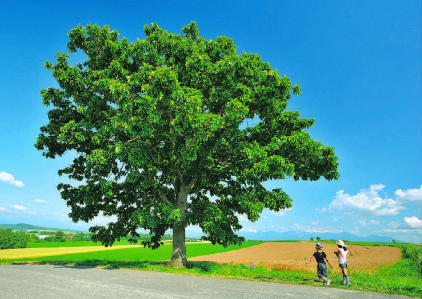 6 天北海道道東私人包團