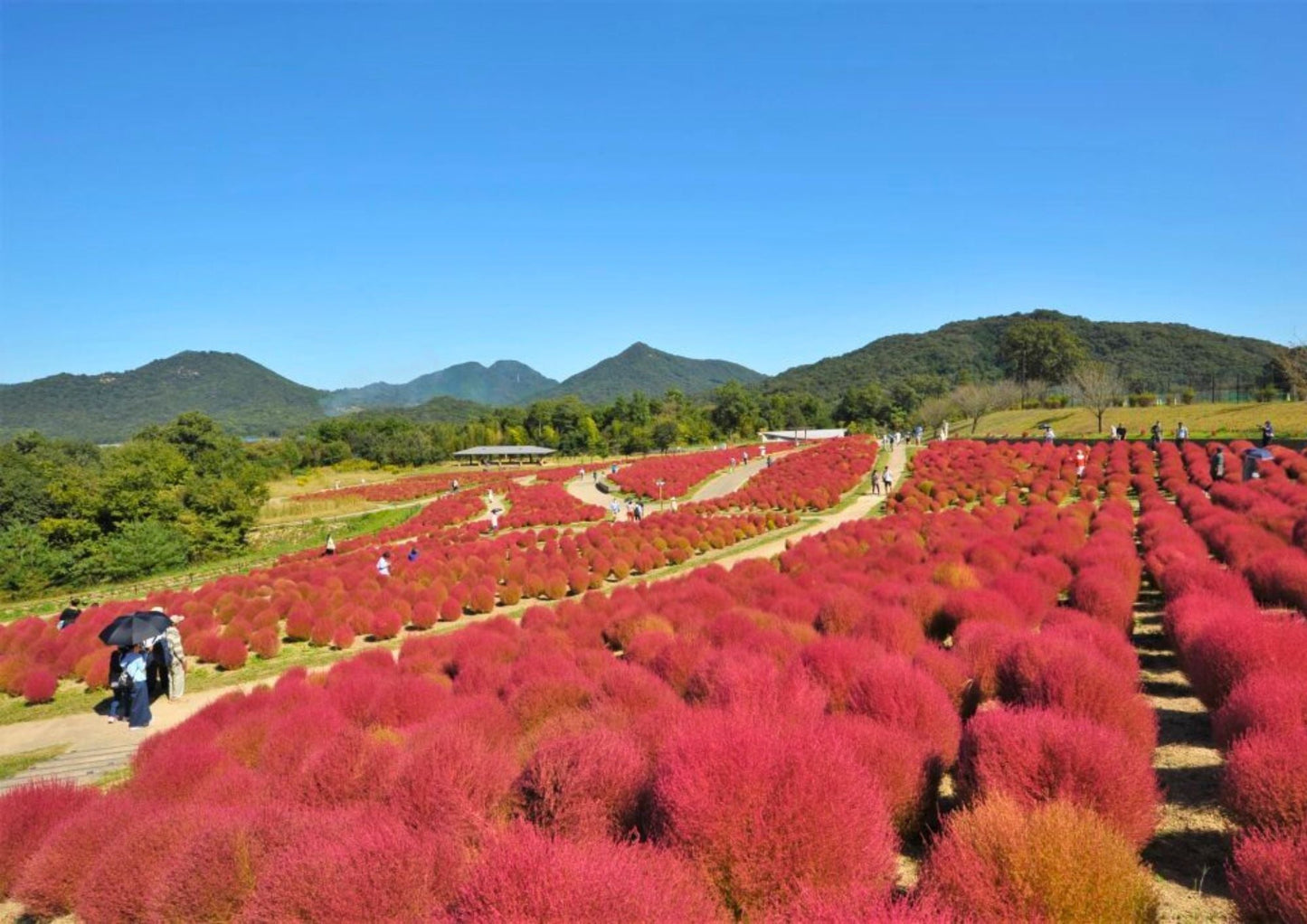 8 DAYS SHIKOKU PRIVATE TOUR