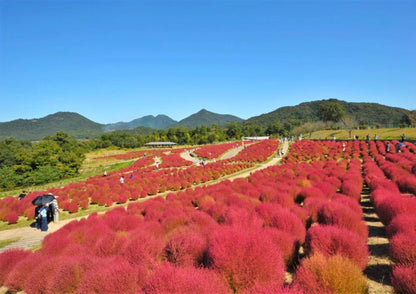 8 DAYS SHIKOKU PRIVATE TOUR