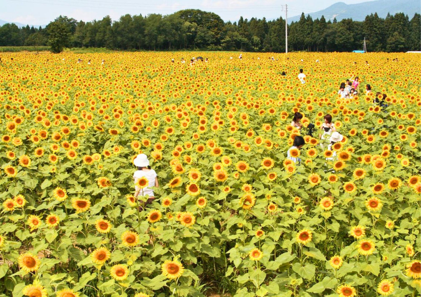10天甲信越私人包團