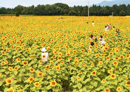 10天甲信越私人包團